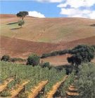 MAREMMA